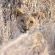 Motswiri Private Safari Lodge - 194782