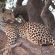 Motswiri Private Safari Lodge - 194783