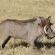 Motswiri Private Safari Lodge - 194784