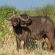Motswiri Private Safari Lodge - 194785