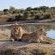 Motswiri Private Safari Lodge - 194786