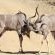 Motswiri Private Safari Lodge - 194787