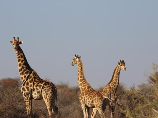 Auas Safari Lodge - 195312