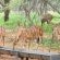 Grootgeluk Bush Camp - 196677
