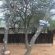 Grootgeluk Bush Camp - 196714
