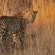 Pilanesberg Private Lodge - 197407