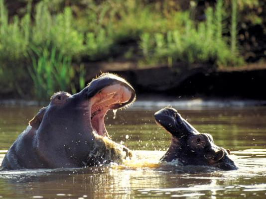 Kariega Game Reserve - 197425