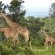 Kariega Game Reserve - 197431