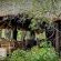 Pungwe Safari Camp - 197479