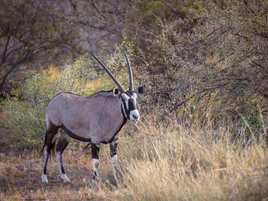 Sanbona Wildlife Reserve - 197516