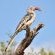 Inyati Game Lodge - 198145