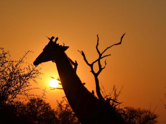 Inyati Game Lodge, Sabi Sand Nature Reserve