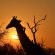 Inyati Game Lodge, Sabi Sand Nature Reserve