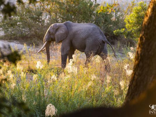 Inyati Game Lodge, Sabi Sand Nature Reserve