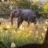 Inyati Game Lodge, Sabi Sand Nature Reserve