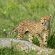 Inyati Game Lodge, Sabi Sand Nature Reserve