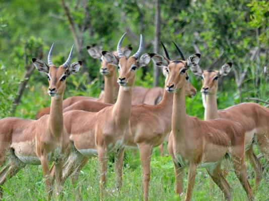 Inyati Game Lodge, Sabi Sand Nature Reserve