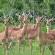 Inyati Game Lodge, Sabi Sand Nature Reserve