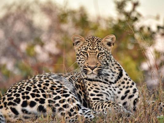Inyati Game Lodge, Sabi Sand Nature Reserve