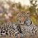 Inyati Game Lodge, Sabi Sand Nature Reserve