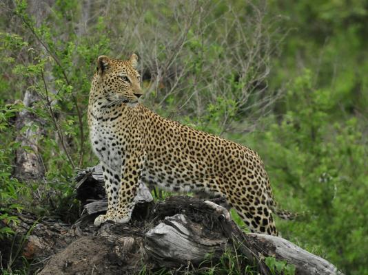Inyati Game Lodge, Sabi Sand Nature Reserve