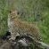 Inyati Game Lodge, Sabi Sand Nature Reserve