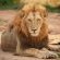 Inyati Game Lodge, Sabi Sand Nature Reserve