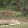 Kwa Mbili Game Lodge - 199010