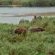 Elephant Walk Retreat - 199214