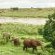 Elephant Walk Retreat - 199218
