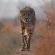 Madwaleni River Lodge - 199509