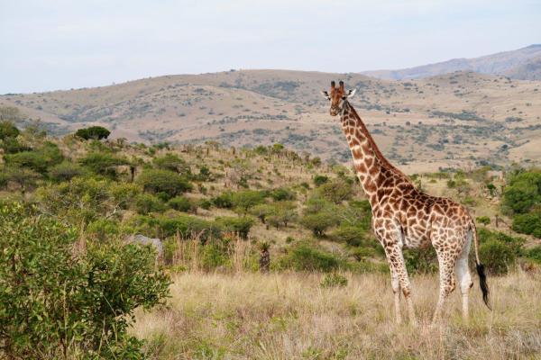 Babananago Game Reserve - Babanango Valley Lodge - 199520