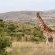 Babananago Game Reserve - Babanango Valley Lodge - 199520