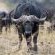Babananago Game Reserve - Babanango Valley Lodge - 199538