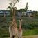Garden Route Game Lodge - 199728