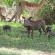 Mapungubwe National Park - 199894