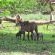 Mapungubwe National Park - 199895