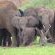 Mapungubwe National Park - 199897