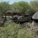 Rooted Bush Safaris - 201138