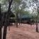 Rooted Bush Safaris - 201181