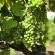 Springfontein Wine Estate - 201459