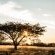 Platrand Lodge - 203462