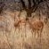 Platrand Lodge - 203475
