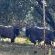 Red Cliff Lodge - 204729