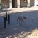Witsand Nature Reserve - 204944