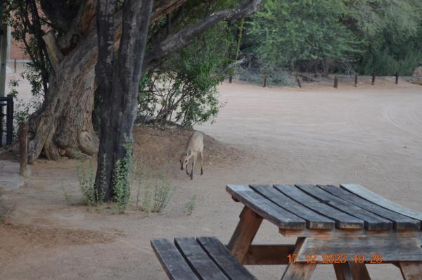 Witsand Nature Reserve - 205026