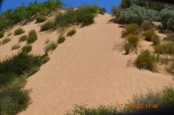 Witsand Nature Reserve - 205031