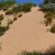 Witsand Nature Reserve - 205031