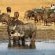 Nambiti Plains Game Lodge - 205303