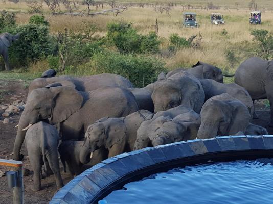 Nambiti Plains Game Lodge - 205307